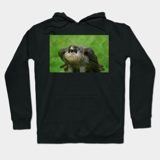 The Peregrine Falcon Hoodie